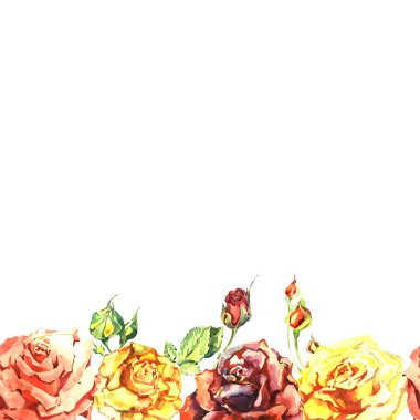 Kır çiçeği gül çiçek çerçeve izole bir suluboya tarzında.