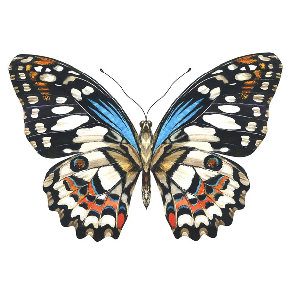 Небесна метелик у дикій природі за акварельним стилем ізольовано . — стокове фото
