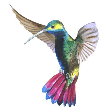 Gökyüzü kuş colibri suluboya Style izole bir yaban hayatı içinde.
