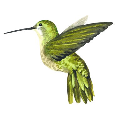 Gökyüzü kuş colibri suluboya Style izole bir yaban hayatı içinde.