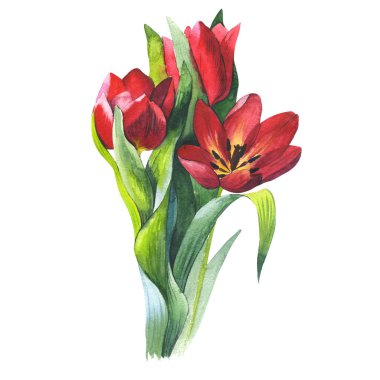 Kır çiçeği Lale çiçek izole bir suluboya tarzında.