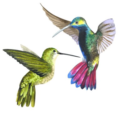 Gökyüzü kuş colibri suluboya Style izole bir yaban hayatı içinde.