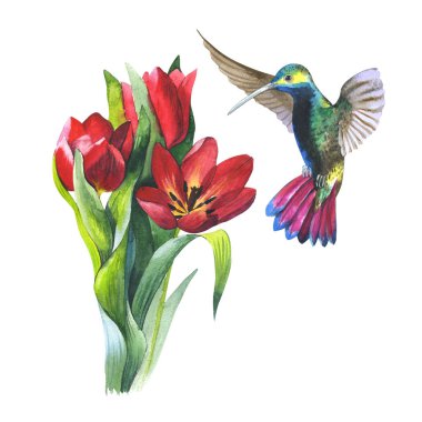 Kır çiçeği çiçek Lale ve colibri kuş izole bir suluboya tarzında.