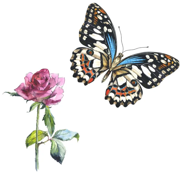 Ουρανό πεταλούδα σε μια άγριας ζωής και αγριολούλουδα λουλούδι τριαντάφυλλο από στυλ υδροχρώματος απομονωμένες. — Φωτογραφία Αρχείου