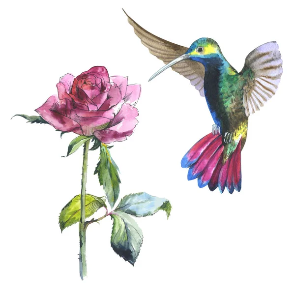 Wildflower blomma ros och colibri fågel i akvarell stil isolerade. — Stockfoto