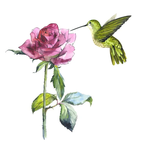 Fiore di campo rosa e colibri uccello in stile acquerello isolato . — Foto Stock