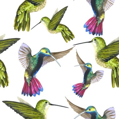 Gökyüzü kuş colibri bir yaban hayatı desen suluboya stili izole tarafından.