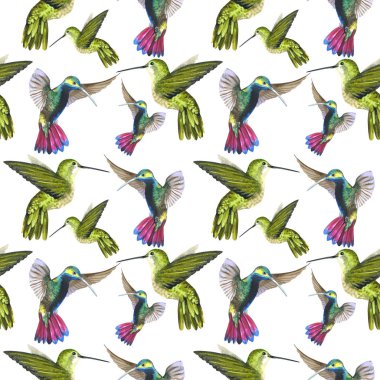 Gökyüzü kuş colibri bir yaban hayatı desen suluboya stili izole tarafından.