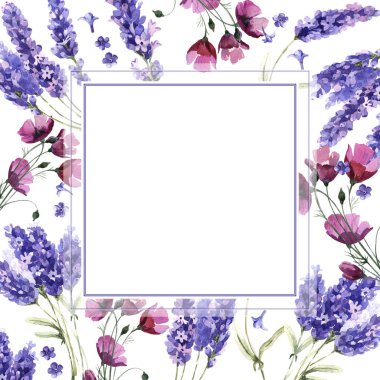 Kır çiçeği lavanta çiçek çerçeve izole bir suluboya tarzında.