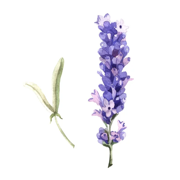 Wildflower lavender flower in a watercolor style isolated. — Stock Photo, Image