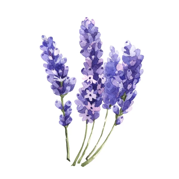 Flor silvestre flor de lavanda en un estilo de acuarela aislado . — Foto de Stock