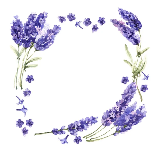 Wildblume Lavendel Blume Rahmen in einem Aquarell-Stil isoliert. — Stockfoto