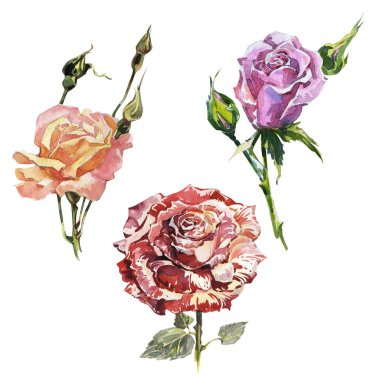 Kır çiçeği gül çiçek izole bir suluboya tarzında.