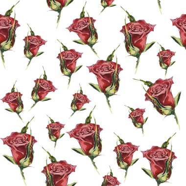 Kır çiçeği gül çiçek deseni izole bir suluboya tarzında.