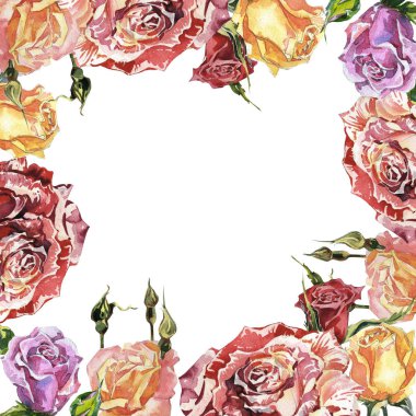 Kır çiçeği gül çiçek çerçeve izole bir suluboya tarzında.