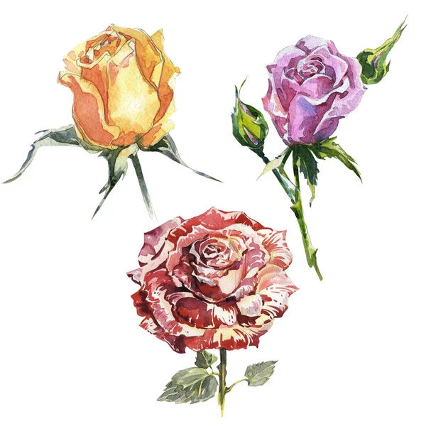 Wildflower růže květ ve stylu akvarelu, samostatný. — Stock fotografie