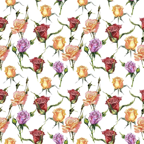 Kır çiçeği gül çiçek deseni izole bir suluboya tarzında.