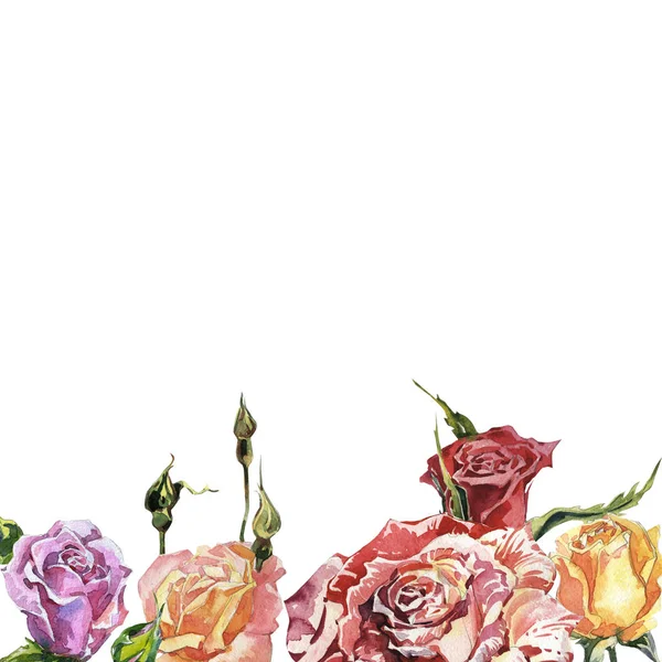 孤立的水彩风格野花玫瑰花框架. — 图库照片