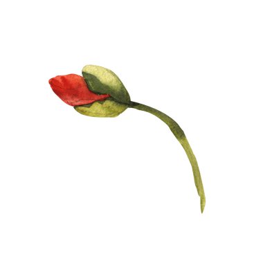 Kır çiçeği haşhaş çiçek izole bir suluboya tarzında.