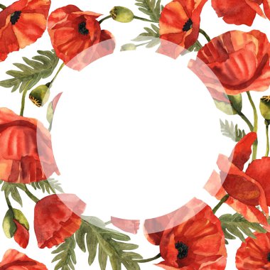 Kır çiçeği haşhaş çiçek çerçeve izole bir suluboya tarzında.