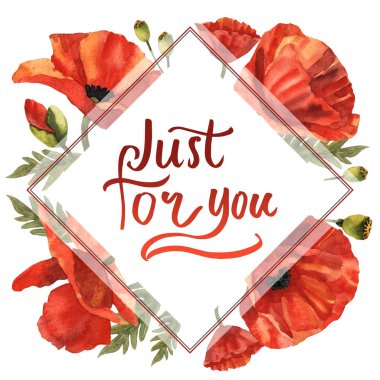 Kır çiçeği haşhaş çiçek çerçeve izole bir suluboya tarzında.