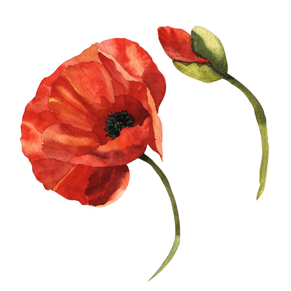 Цветок мака в акварельном стиле изолирован
.