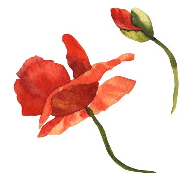 Kır çiçeği haşhaş çiçek izole bir suluboya tarzında.