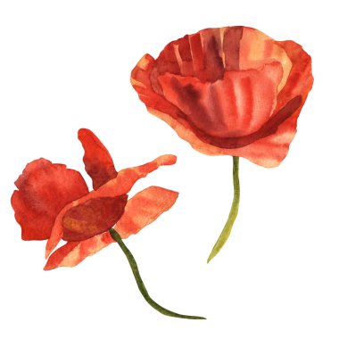 Kır çiçeği haşhaş çiçek izole bir suluboya tarzında.