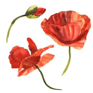 Kır çiçeği haşhaş çiçek izole bir suluboya tarzında.