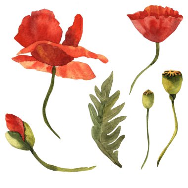 Kır çiçeği haşhaş çiçek izole bir suluboya tarzında.