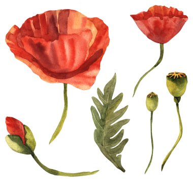 Kır çiçeği haşhaş çiçek izole bir suluboya tarzında.