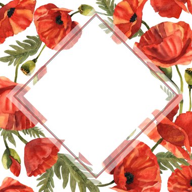 Kır çiçeği haşhaş çiçek çerçeve izole bir suluboya tarzında.