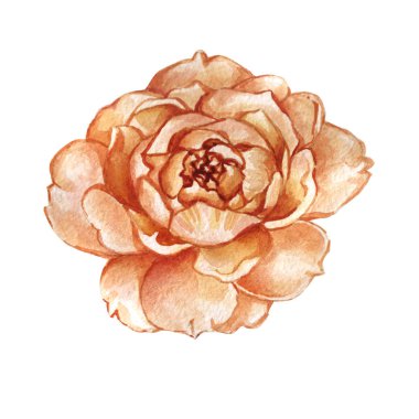 Kır çiçeği gül çiçek izole bir suluboya tarzında.