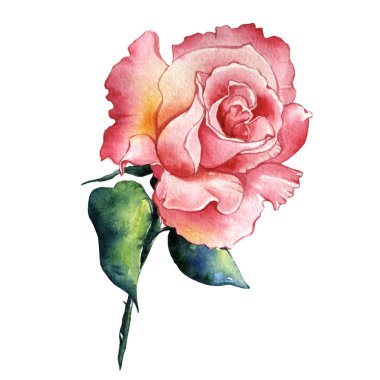 Kır çiçeği gül çiçek izole bir suluboya tarzında.