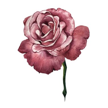 Kır çiçeği gül çiçek izole bir suluboya tarzında.