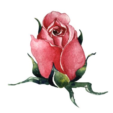 Kır çiçeği gül çiçek izole bir suluboya tarzında.