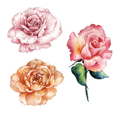 Kır çiçeği gül çiçek izole bir suluboya tarzında.