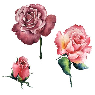 Kır çiçeği gül çiçek izole bir suluboya tarzında.