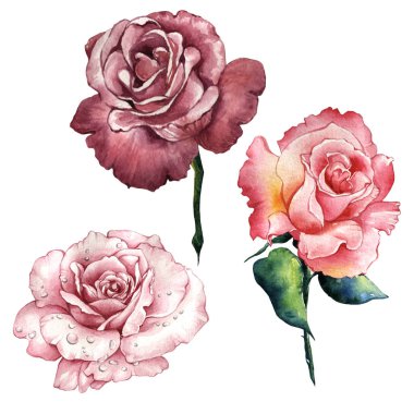 Kır çiçeği gül çiçek izole bir suluboya tarzında.