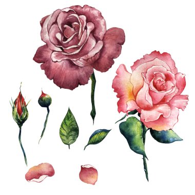 Kır çiçeği gül çiçek izole bir suluboya tarzında.