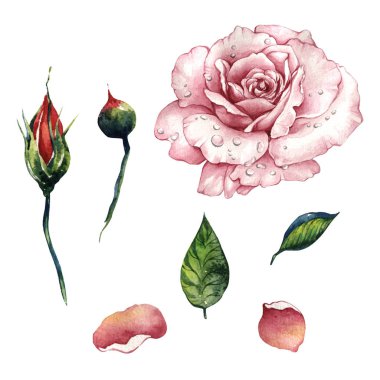 Kır çiçeği gül çiçek izole bir suluboya tarzında.