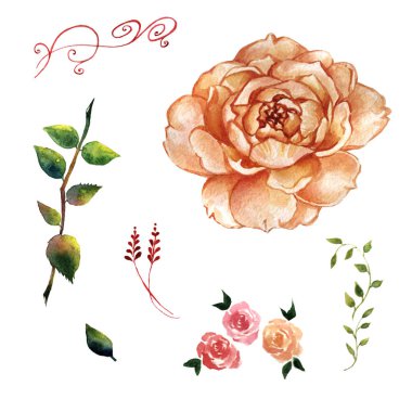 Kır çiçeği gül çiçek izole bir suluboya tarzında.