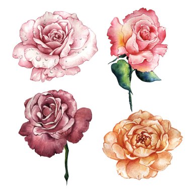 Kır çiçeği gül çiçek izole bir suluboya tarzında.