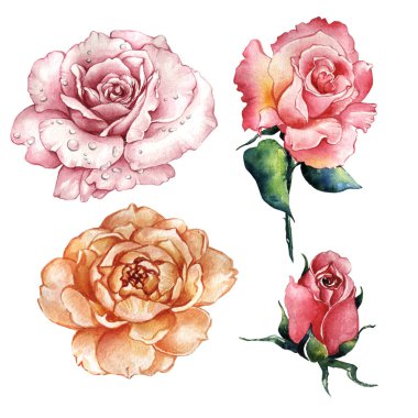 Kır çiçeği gül çiçek izole bir suluboya tarzında.