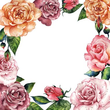 Kır çiçeği gül çiçek çerçeve izole bir suluboya tarzında.