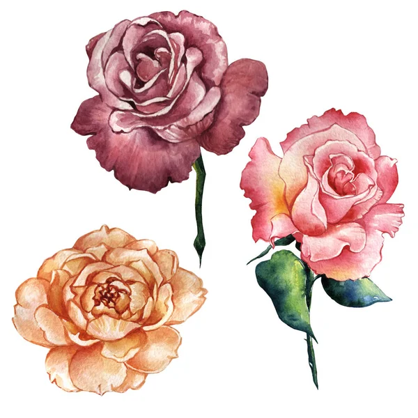 Wildblume Rose Blume in einem Aquarell-Stil isoliert. — Stockfoto