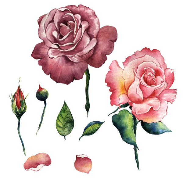 Kır çiçeği gül çiçek izole bir suluboya tarzında.