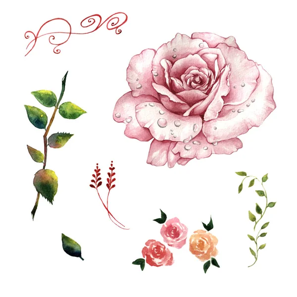 वाइल्डफ्लावर गुलाब फूल एक वाटर कलर शैली में अलग . — स्टॉक फ़ोटो, इमेज