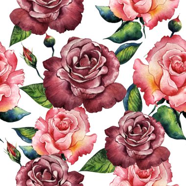 Kır çiçeği gül çiçek deseni izole bir suluboya tarzında.