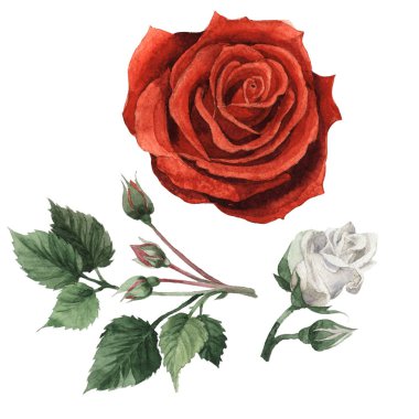 Kır çiçeği gül çiçek izole bir suluboya tarzında.